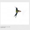 Sanna Kannisto | Hummingbird Flight, 2005